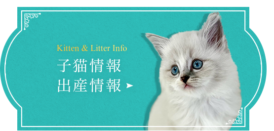 bnrhalf_Kitten