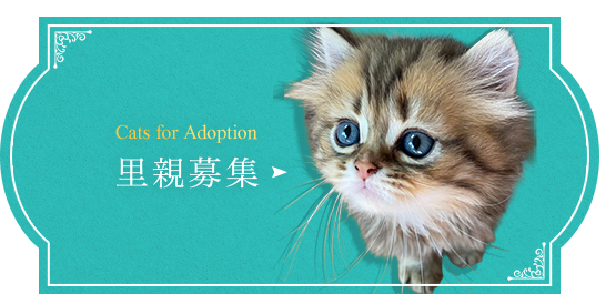bnrhalf_adoption-